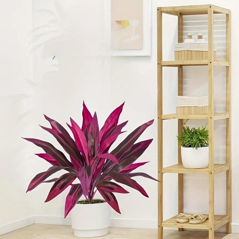 พืช Dracaena Marginata ประดิษฐ - Dracaena Marginata บทวิจารณ์และราคา