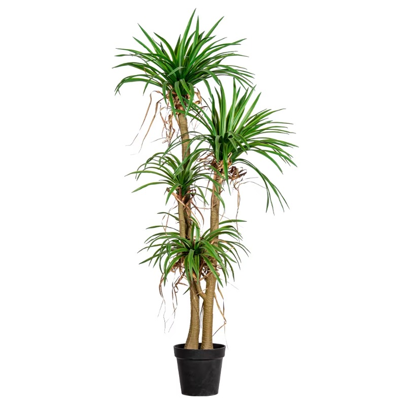 ต้นไม้ประดิษฐ์ในร่ม/กลางแจ้ง ต - Dracaena Marginata บทวิจารณ์และราคา