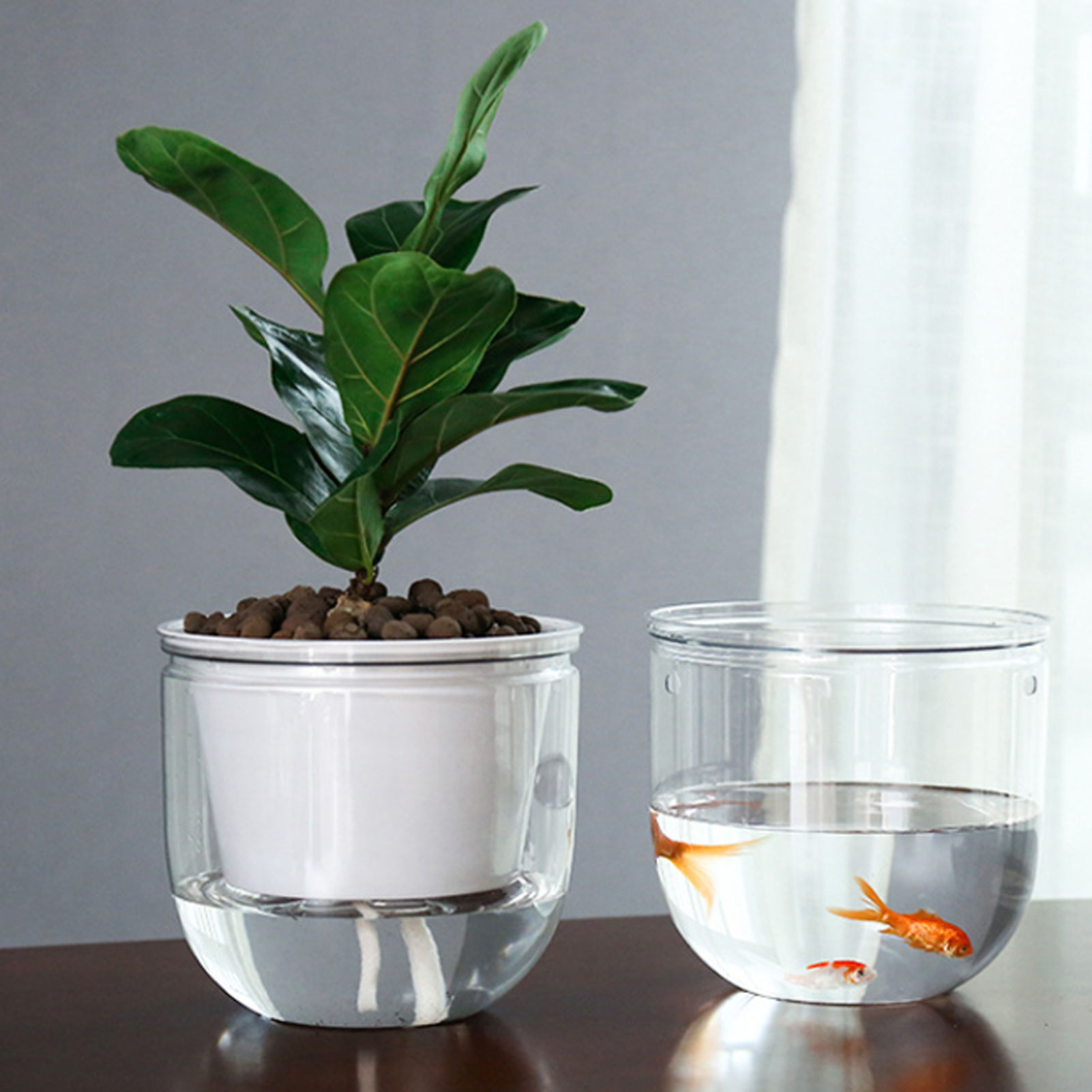 กระถางต้นไม้รดน้ำอัตโนมัติแบบใ - Spider Plant Hanging บทวิจารณ์และราคา