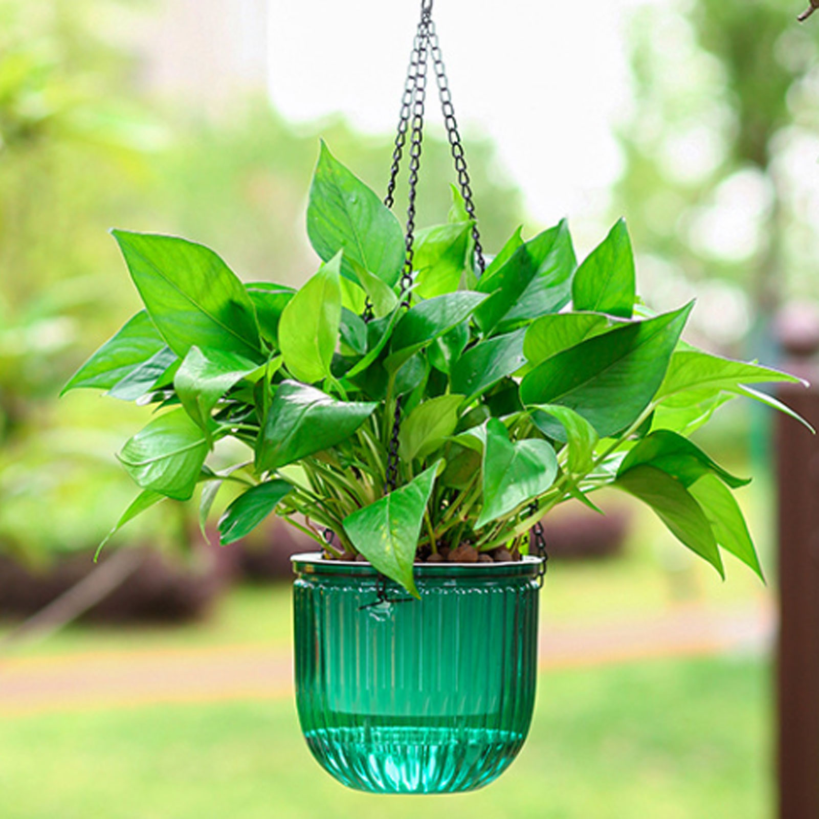 กระถางต้นไม้รดน้ำอัตโนมัติแบบใ - Spider Plant Hanging บทวิจารณ์และราคา