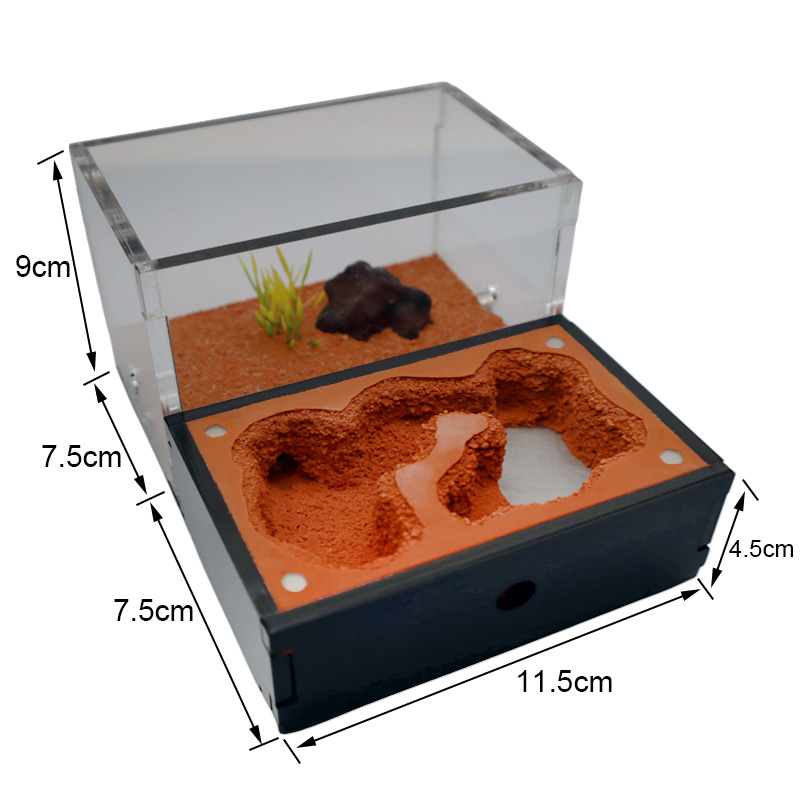 ดินสีเหลือง Ant Farm ภายนอก Wa - Begonia Rex บทวิจารณ์และราคา