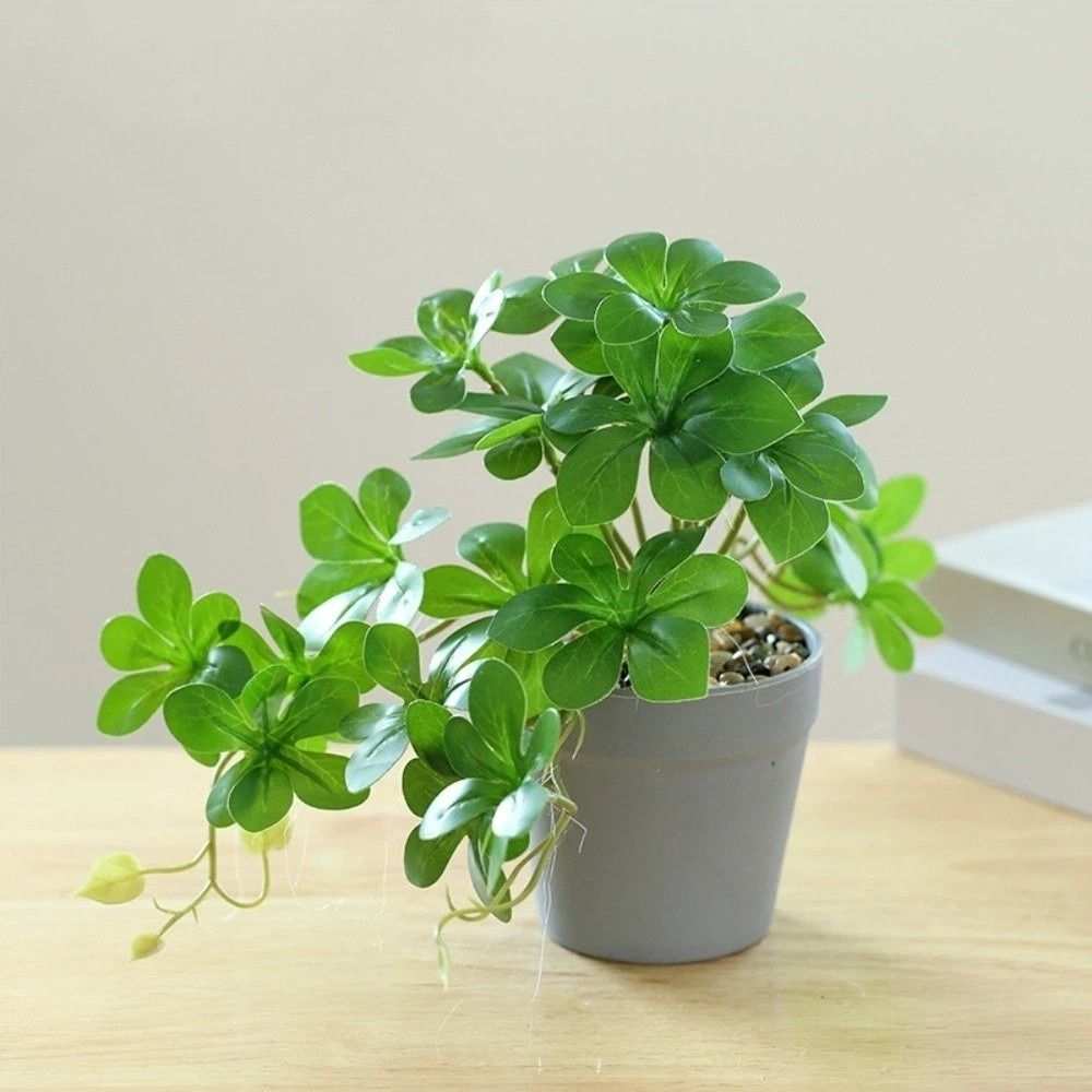 บอนไซ ต้นบอนไซประดิษฐ์ ต้นแมงม - Spider Plant Hanging บทวิจารณ์และราคา