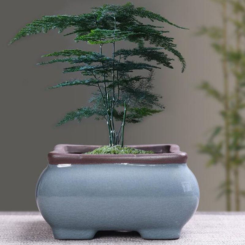 Retro เซรามิคดอกไม้หม้อหน่อไม้ - Echeveria Succulent บทวิจารณ์และราคา