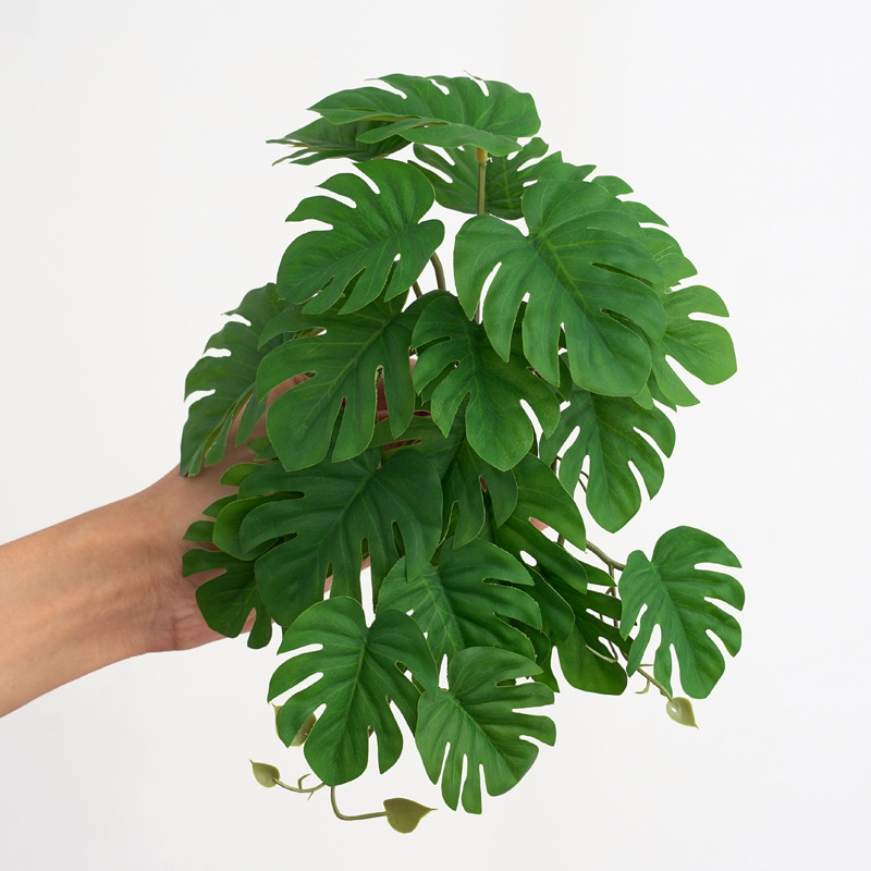 ต้นไม้ประดับสำหรับตู้เลี้ยงสัต - Monstera Adansonii บทวิจารณ์และราคา