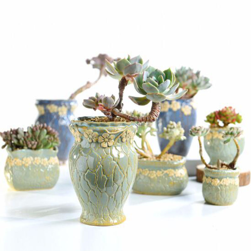 Succulent พืชกระถางดอกไม้ขนาดก - Echeveria Succulent บทวิจารณ์และราคา