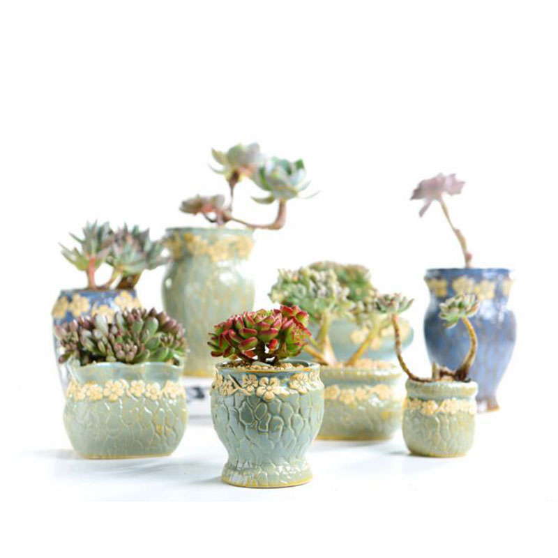 Succulent พืชกระถางดอกไม้ขนาดก - Echeveria Succulent บทวิจารณ์และราคา