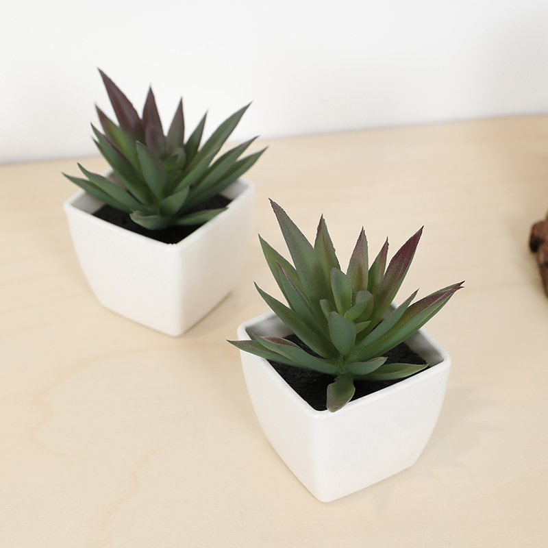 มินิประดิษฐ์ฉ่ํานางฟ้าถ้วยกระถ - Echeveria Succulent บทวิจารณ์และราคา