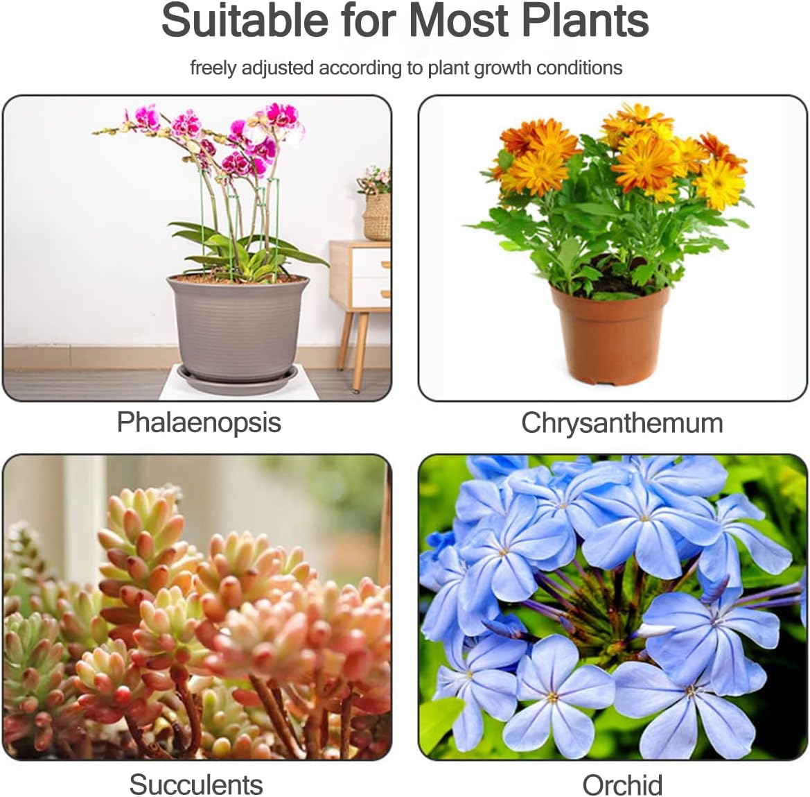 เสาค้ำต้นไม้ 5/10 ชิ้น สำหรับย - Echeveria Succulent บทวิจารณ์และราคา
